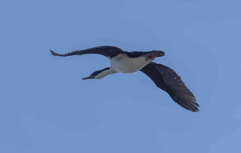 Cormoran Real - islas Falkand o Malvinas 05.jpg